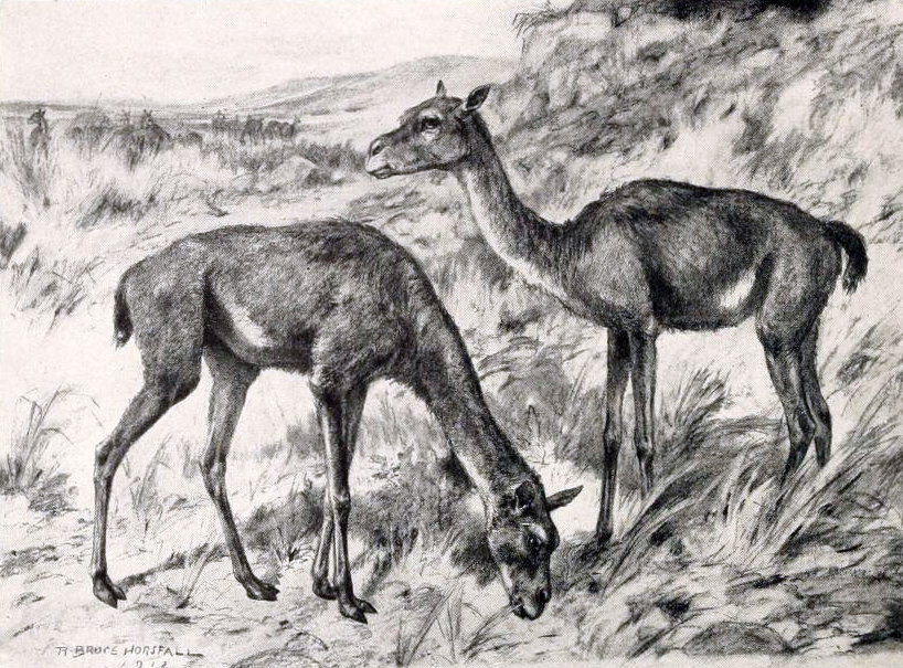 A sketch of two stenomylus.